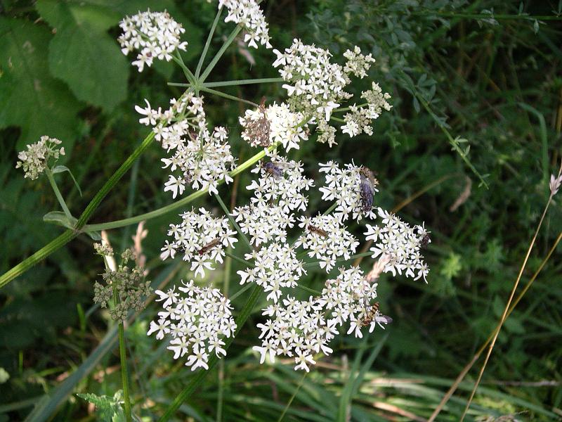 Flora 13.jpg